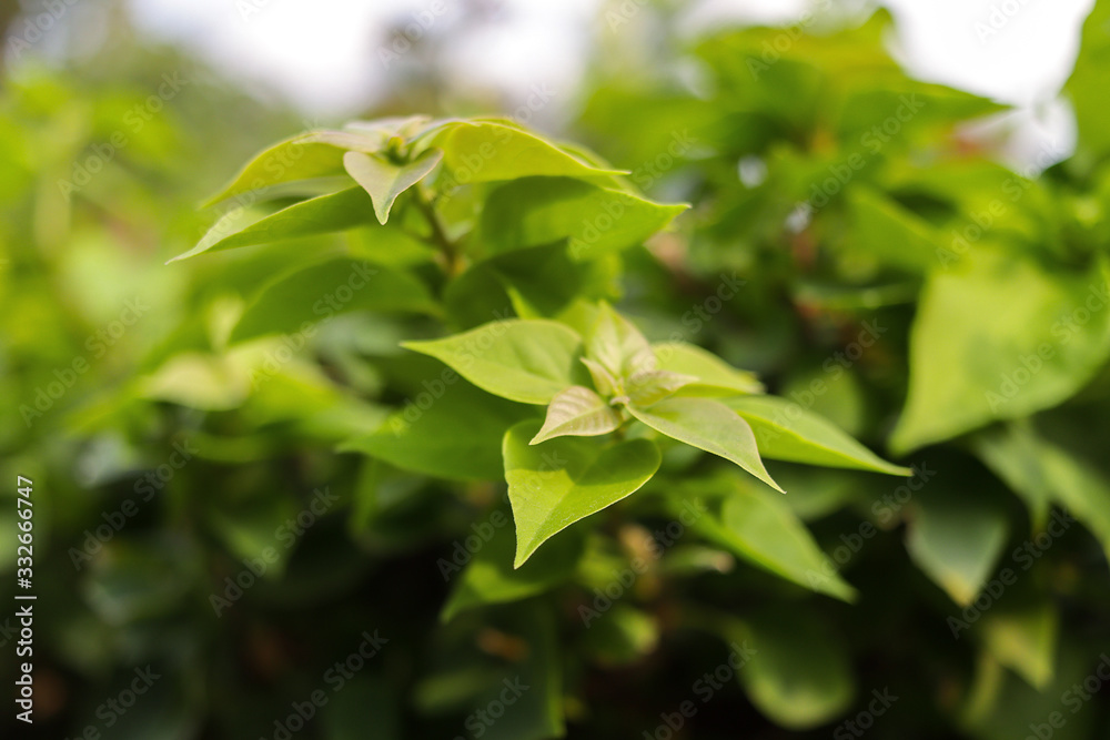 Fresh Green Plants in Botanical Garden Fresh Green Plants in Botanical Garden