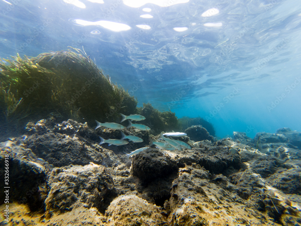Underwater view  with some fishes, rocks and moss.