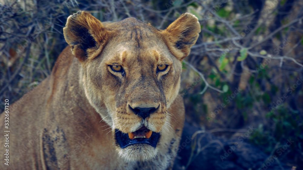 close up of lioness sitting under tree shade on a sunny day close up of lioness sitting under tree shade on a sunny day