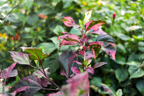 Fresh Redish Green Plant