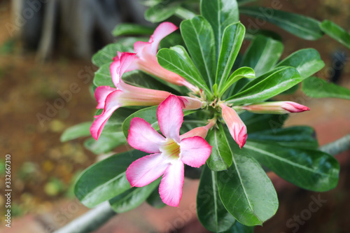 Flowers in Botanical Garden