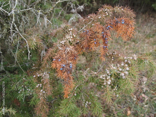 juniper with fruits in winter   Doernberg  Hesse  Germany