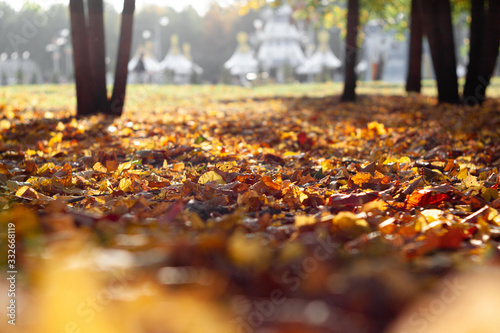 Autumn leaves on the ground in the park