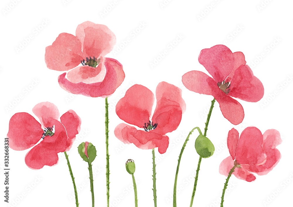 Watercolor hand drawn wild meadow red poppies flowers composition. Summer floral print isolated on white background. Watercolor hand drawn wild meadow red poppies flowers composition. Summer floral print isolated on white background.