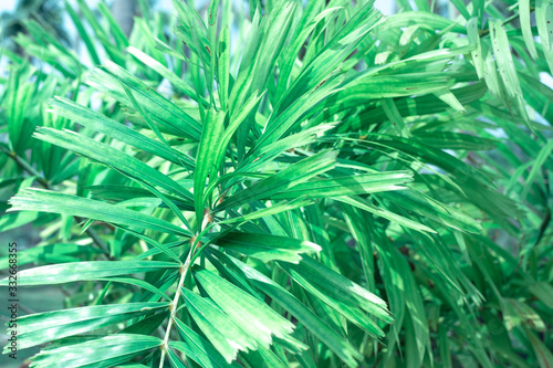 lush green palm branch  tropical vegetation 