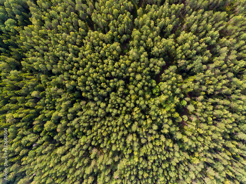 Wild spruce trees in forest in summer from a height