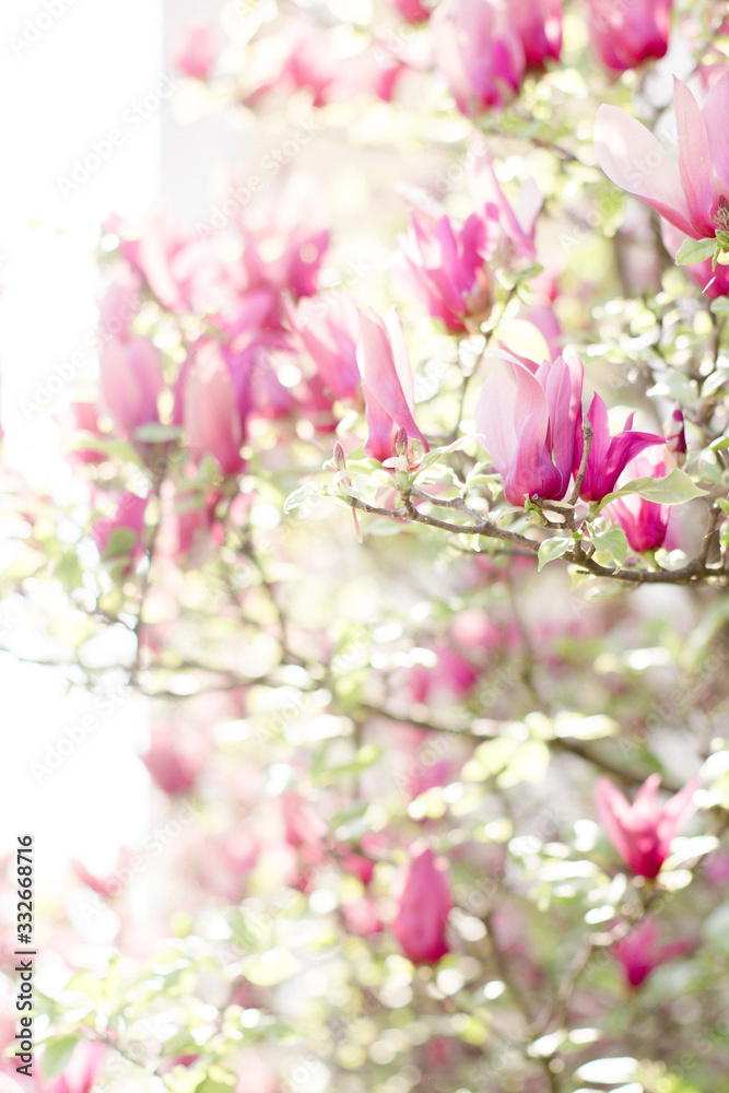 Magnolia tree in the garden Magnolia tree in the garden