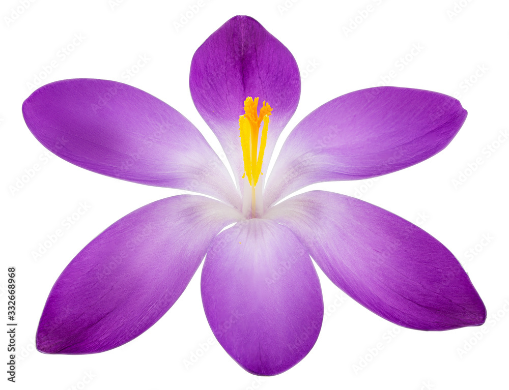 Obraz premium Crocus flower isolated on white background with clipping path