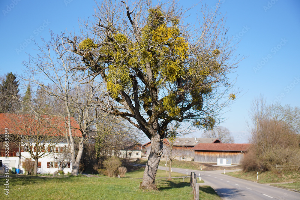 Obstbaum mit Misteln in der Frühlingssonne