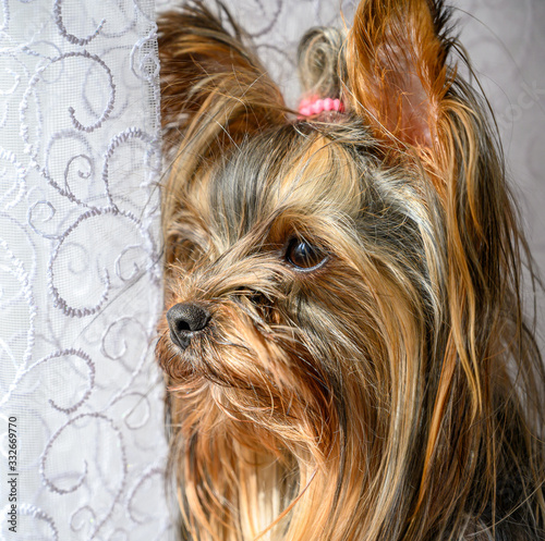 Close up portrait of young Yorkshire terrier female puppy looking at the window from house during the bright sunny day. Lovely pets care at home concept.
