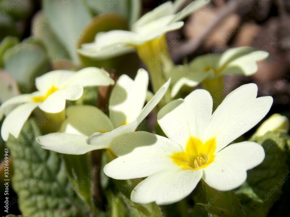Obraz premium lots of small spring yellow flowers