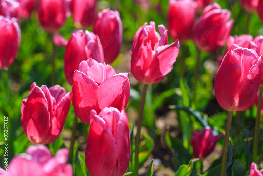 Closeup of pink tulips flowers with green leaves in the park outdoor. Closeup of pink tulips flowers with green leaves in the park outdoor.