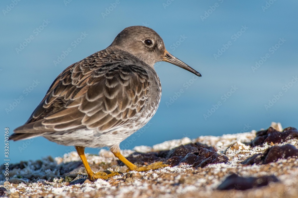 A purple sandpiper (Calidris maritima) A purple sandpiper (Calidris maritima)