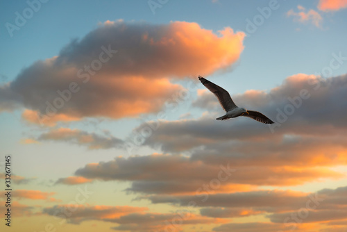 Flying seagull on sunset