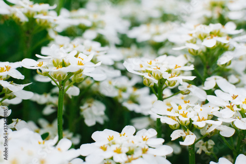 Close-up of white iberis flowers. Flower background. Selective focus