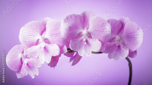 Branch of delicate violet orchid  phalaenopsis  Big Lip close up on a blurred background