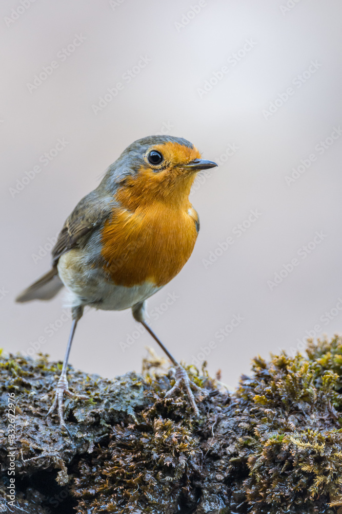 A european robin (Erithacus rubecula) A european robin (Erithacus rubecula)