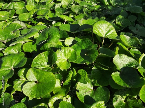 Foliage of Asarum canadense or Canada Wild Ginger, in the park.  photo