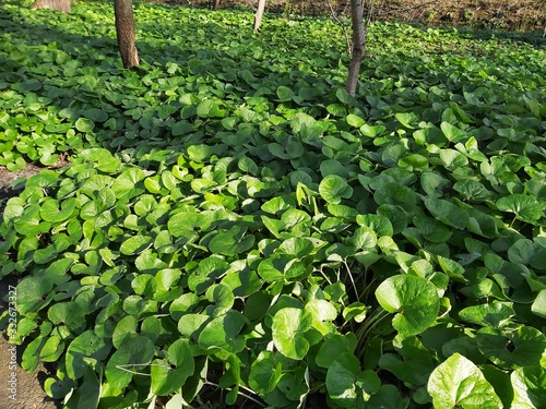 Foliage of Asarum canadense or Canada Wild Ginger, in the park.  photo