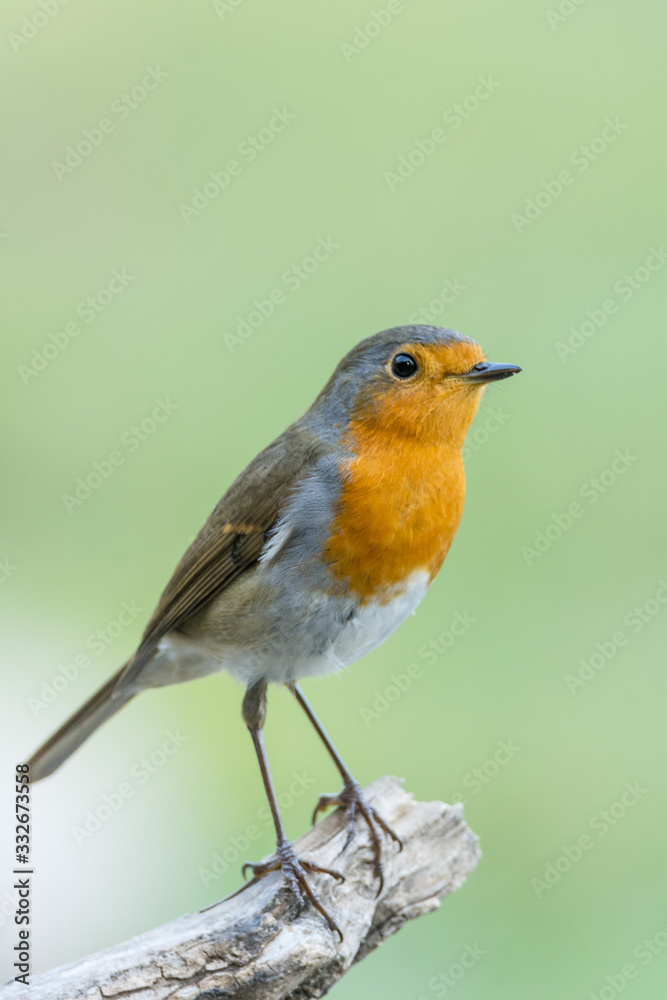A european robin (Erithacus rubecula) A european robin (Erithacus rubecula)