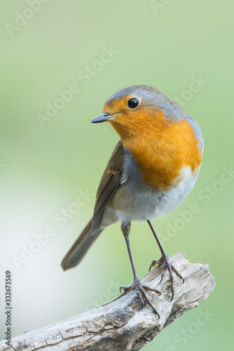 A european robin (Erithacus rubecula)