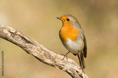 A european robin (Erithacus rubecula)