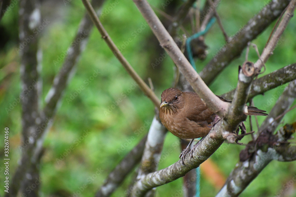 Clay-colored Thrush perched on a branch in rainforest Clay-colored Thrush perched on a branch in rainforest