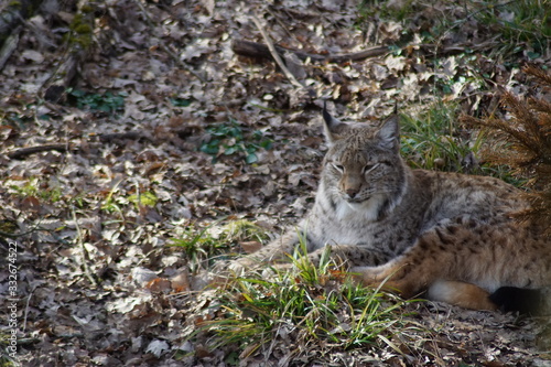 Photography lynx