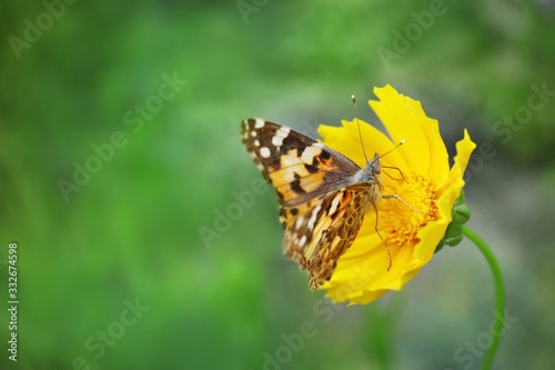 Bright butterfly on yellow flower © LumenSt