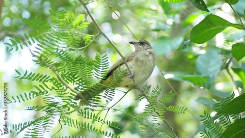 Streak-eared bulbul perching on tree branch. (Pycnonotus conradi) photo