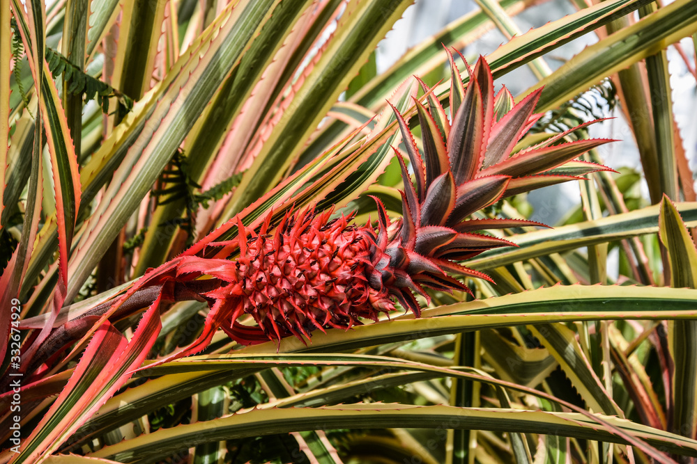 Wallpaper of growing small tropical fresh red pineapple Wallpaper of growing small tropical fresh red pineapple