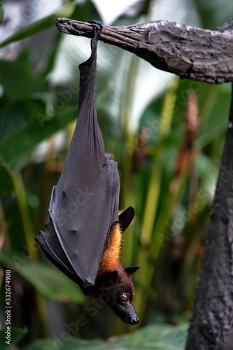 bat in the tree at bali indonesia