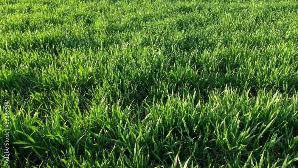 Cultivated wheatgrass field from drone pov Cultivated wheatgrass field from drone pov