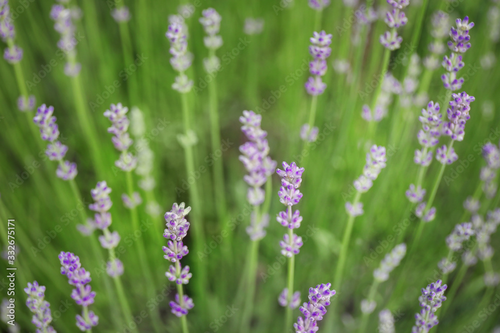 English lavedner in garden English lavedner in garden