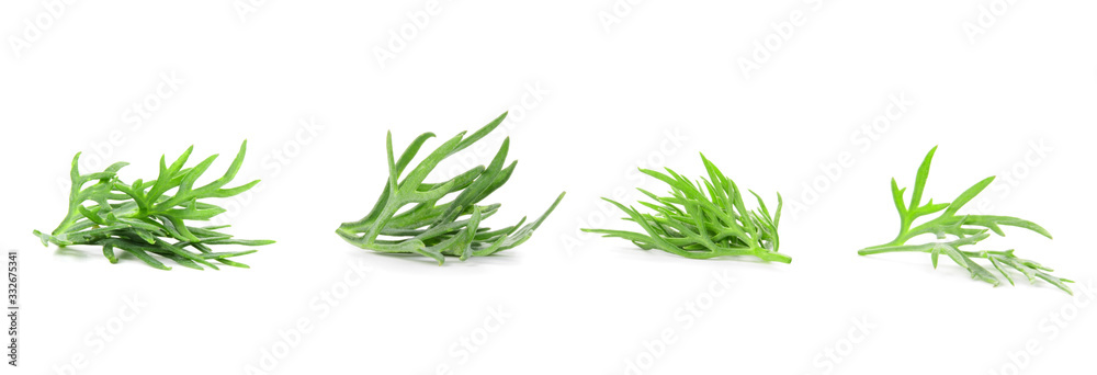 dill slices isolated on white