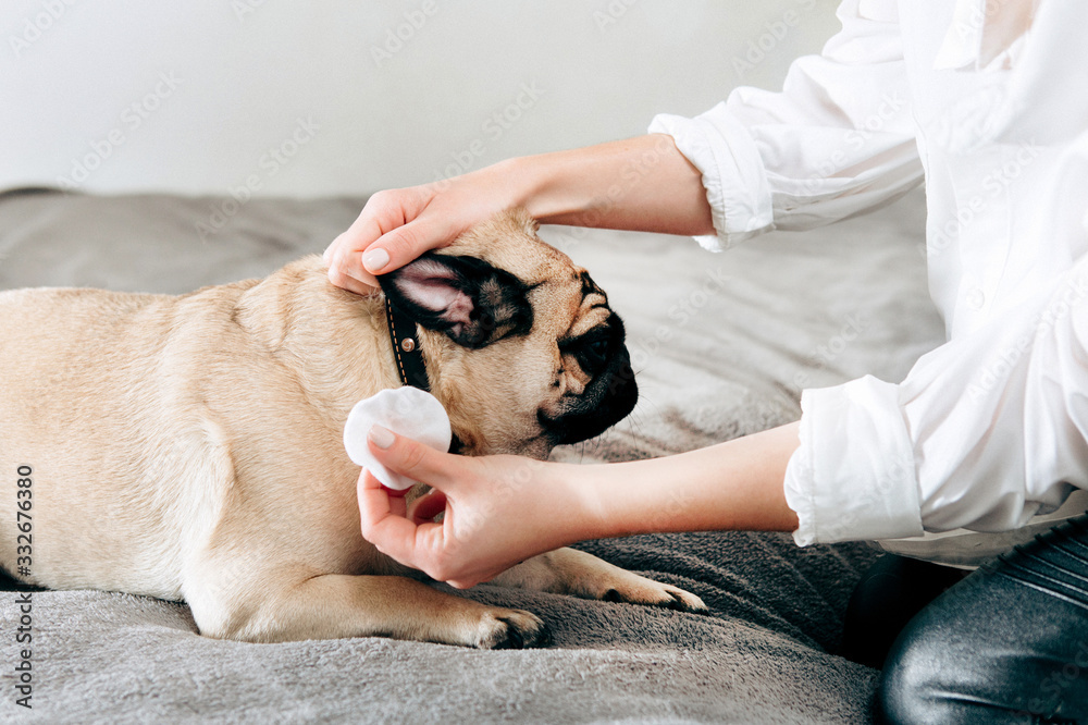 Side view of cute pug has his ears cleaned by a cotton pag lying on bed. Domestic pet at home, treating the pet. Side view of cute pug has his ears cleaned by a cotton pag lying on bed. Domestic pet at home, treating the pet.