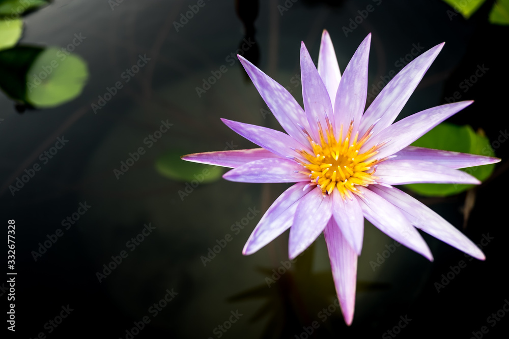 Blooming Lotus flower or water lily in public gardens. Blooming Lotus flower or water lily in public gardens.