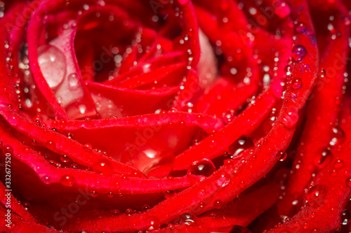 Fototapeta Naklejka Na Ścianę i Meble -  Big red rose macro