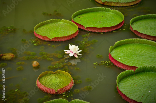 Pink lily pad flower in the garden