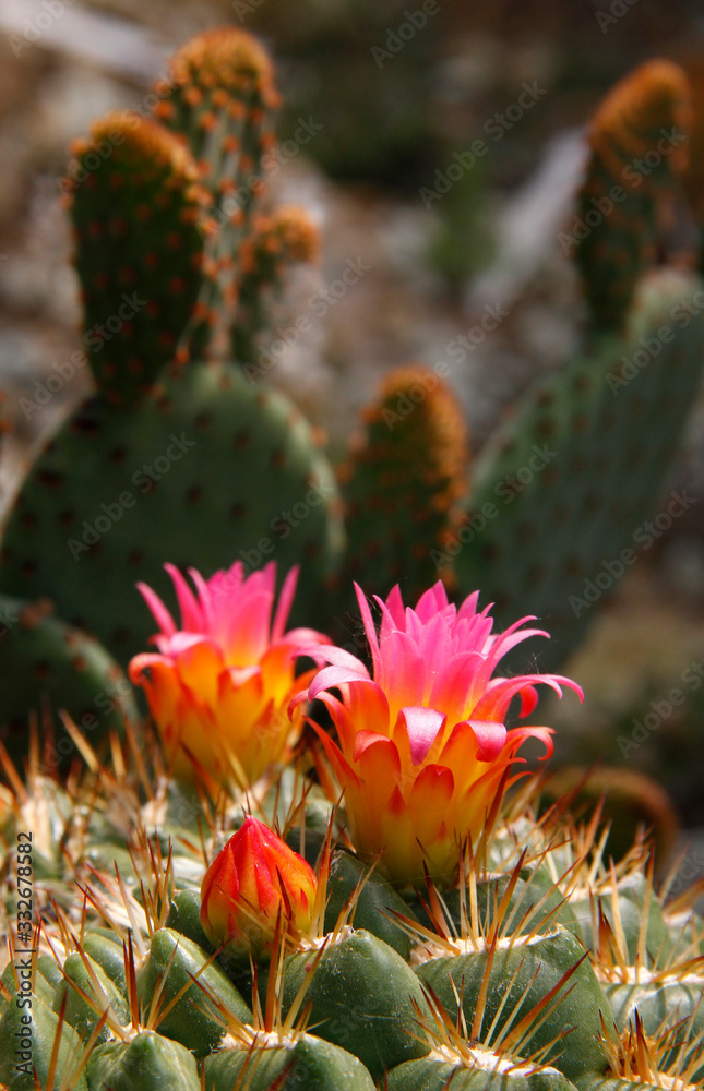 Close-up of a cactus flower in the desert. Close-up of a cactus flower in the desert.