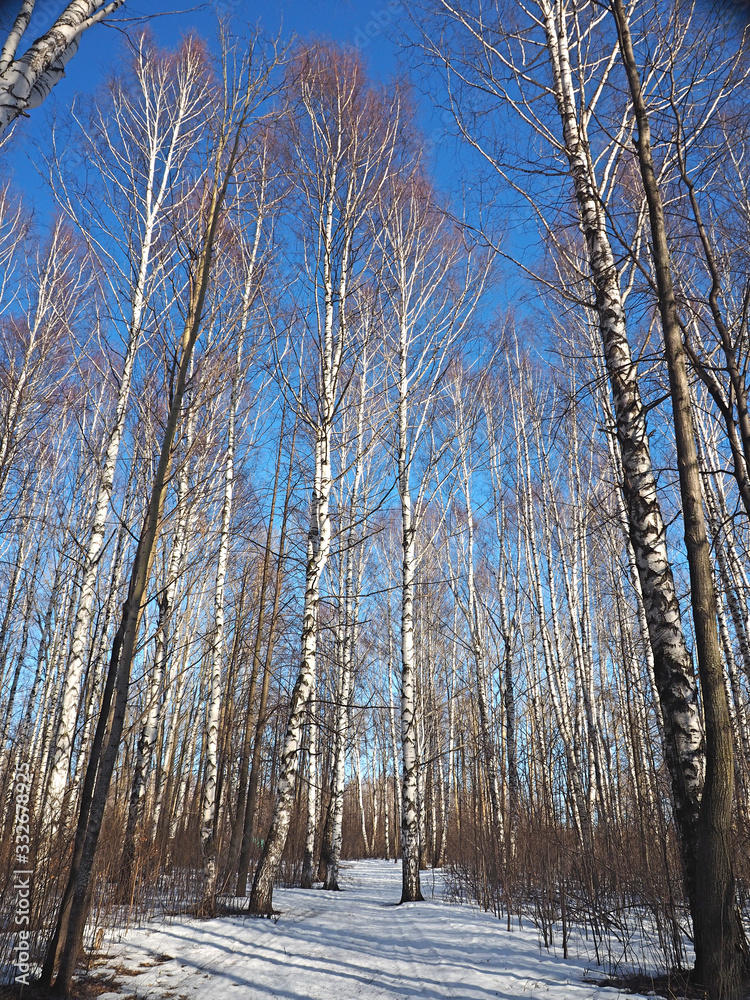 Fototapeta premium Spring Park, melting snow and ice. Trees, birches. Russian spring nature. Russia, Ural, Perm Region