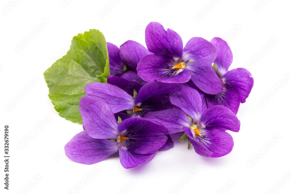 Obraz premium Viola Odorata flowers isolated on white background in close- up. Place for text. Top view with copy space