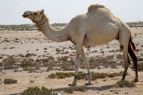 Kamel /Dromedar in der Wüste.