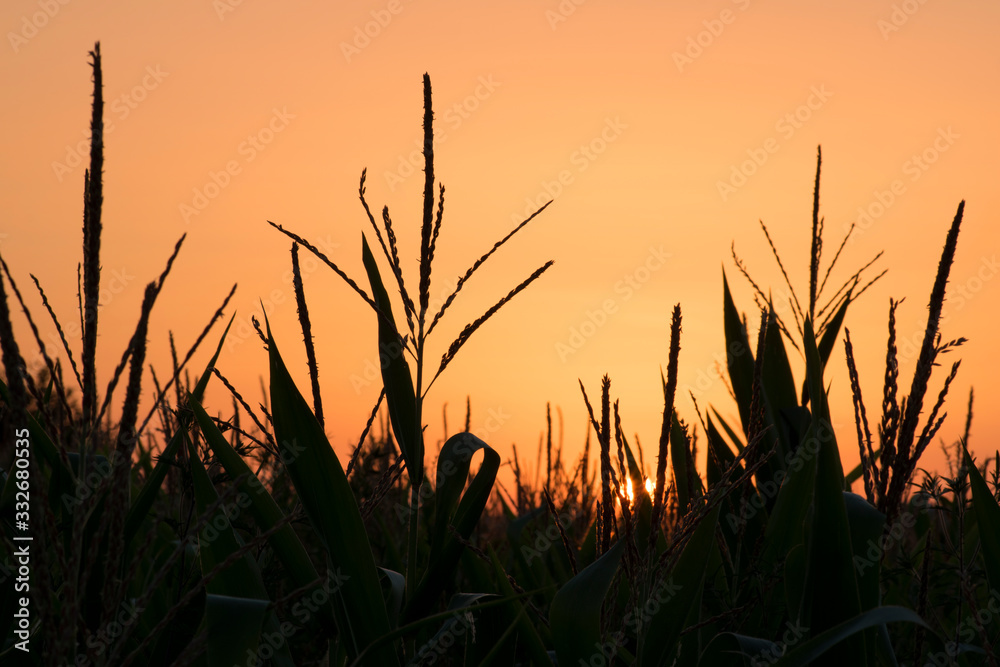 Corn Field At Sunset 