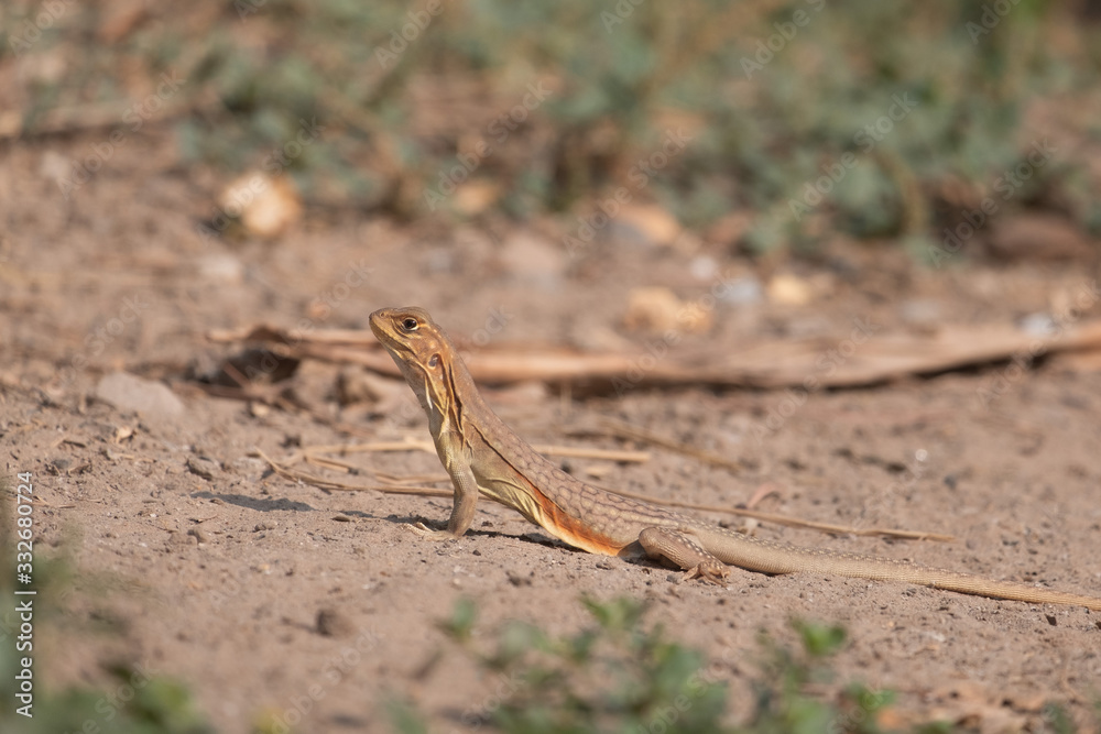 Naklejka premium A Butterfly lizards in Thailand