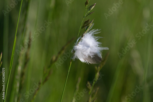 feather on grass