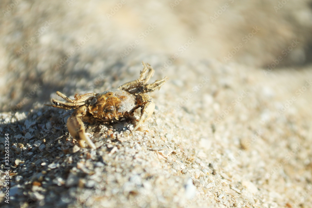 small alive crab on sand in macro