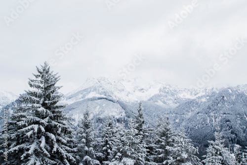 Winter Mountain Landscape And Snow Covered Pine Trees / Frozen Nordic Landscape