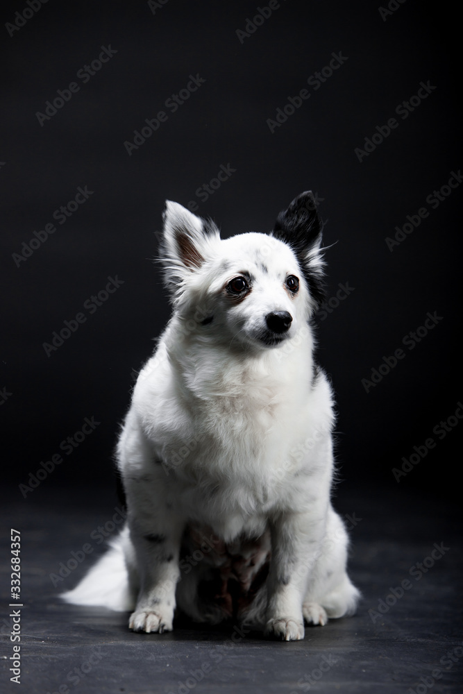 Beautiful black and white dog on a background