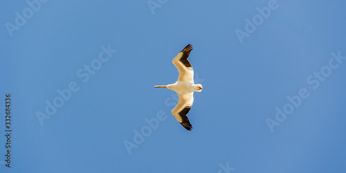 Underside of Pelican in Flight.